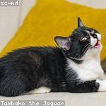 Chauncey Jacobson Profile Picture